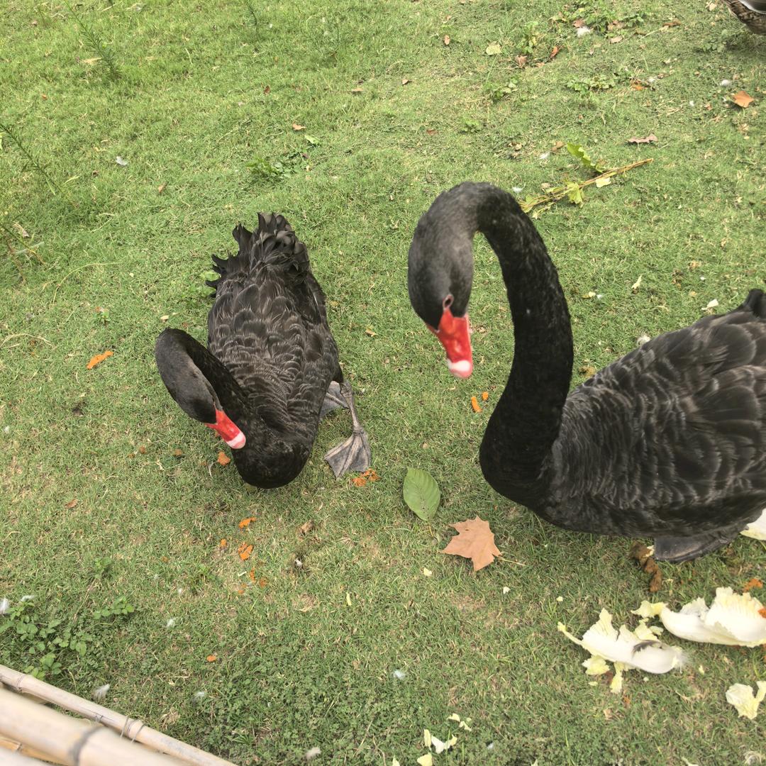爱你错错错。