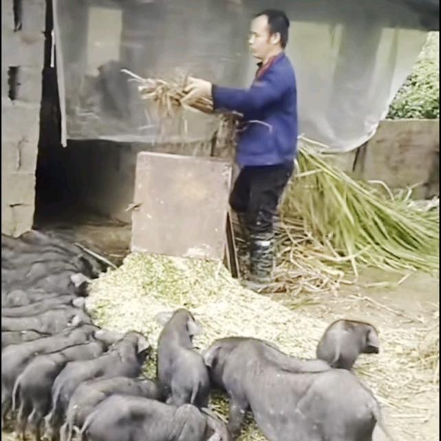 环江小莫 （环江乡下助农直播）