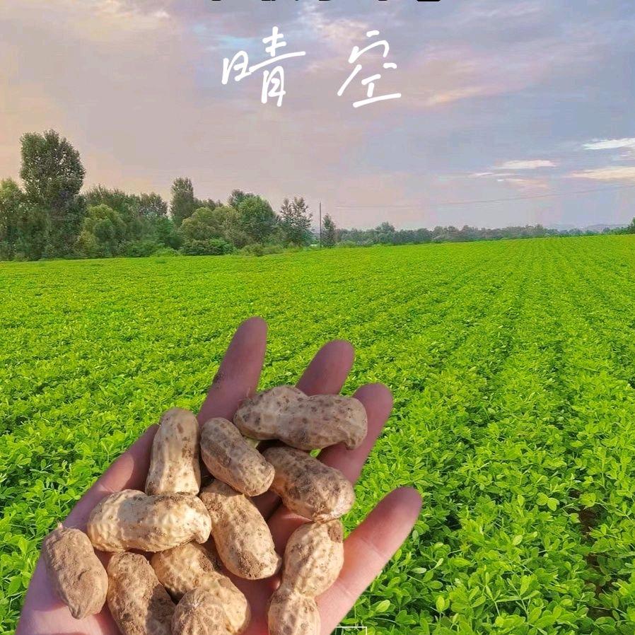 忠信农家水煮花生