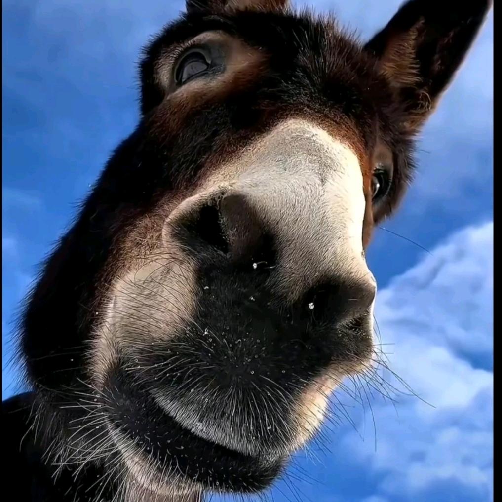 卖醪糟米酒的小狄