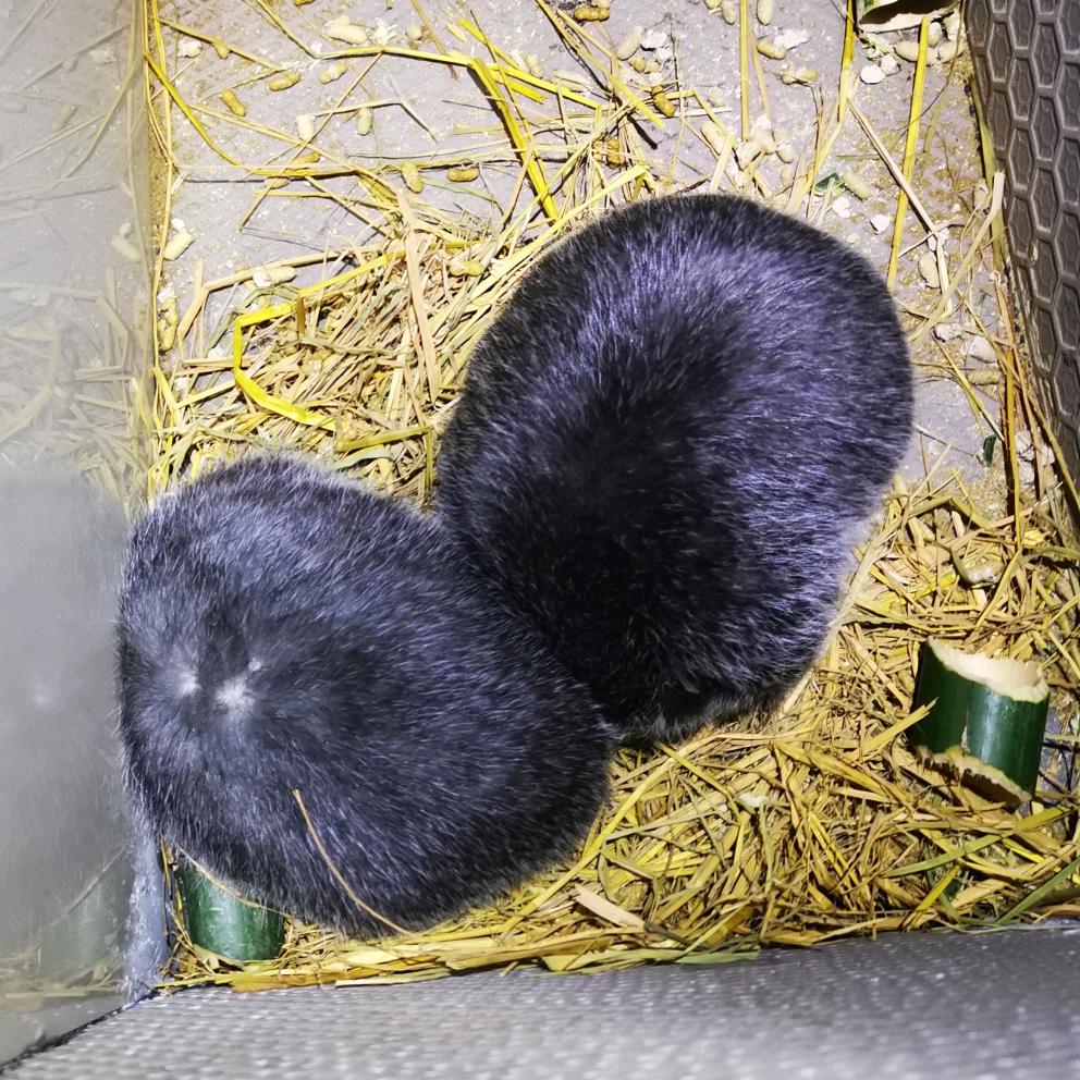 重庆梁平竹鼠豪猪养殖