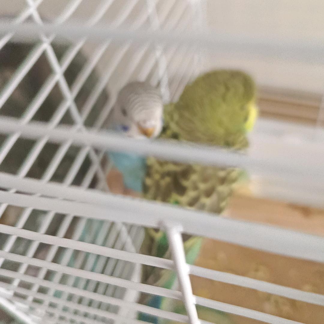 未秋头像