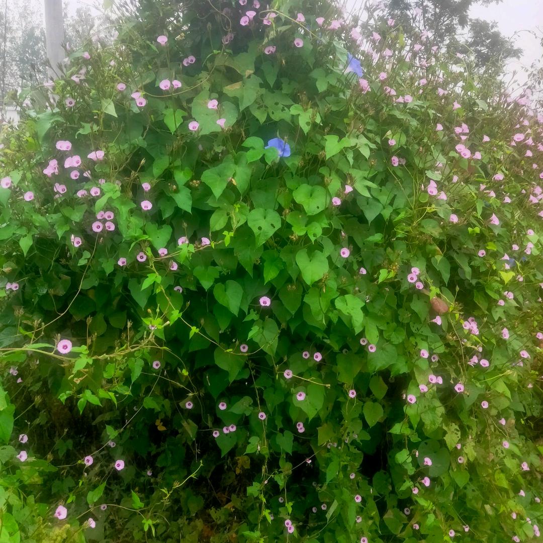 用户1501750586247保哥