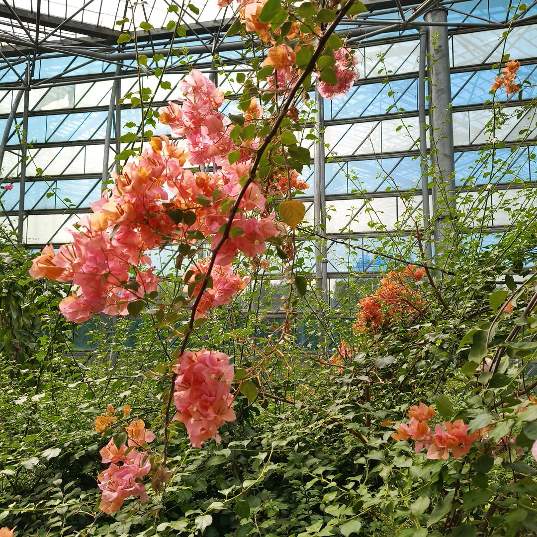 花开富贵9
