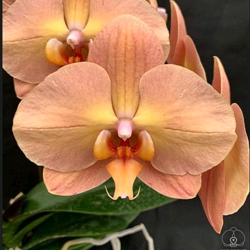 请问您要来点花吗