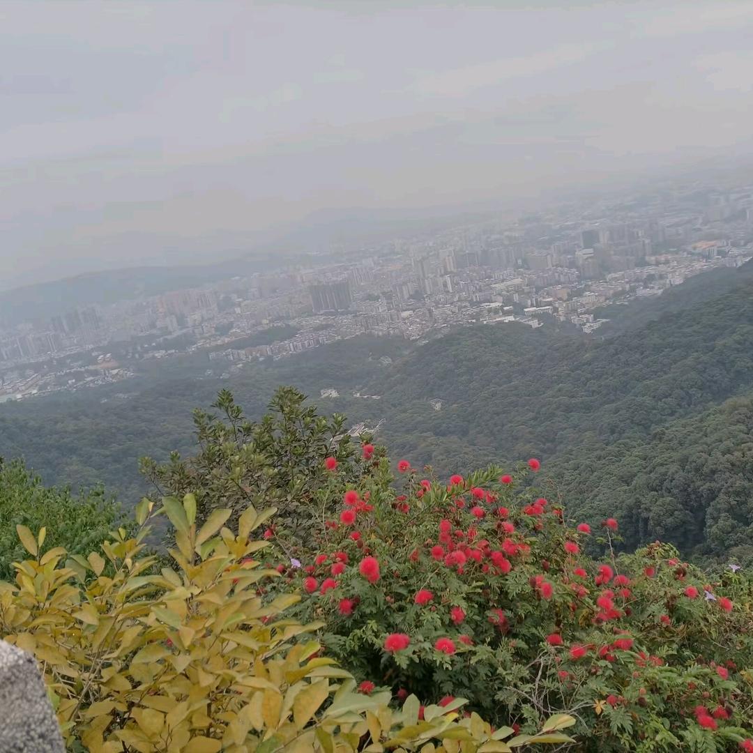 莉