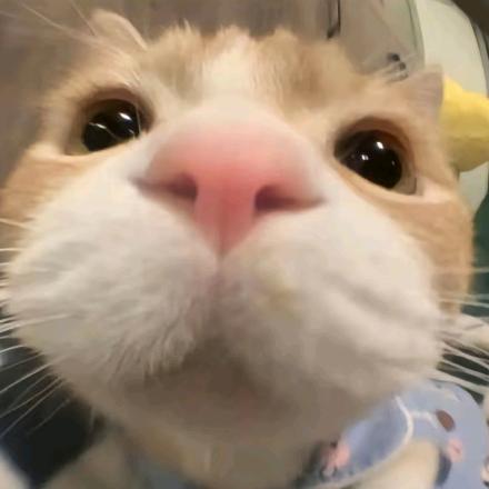 邵子