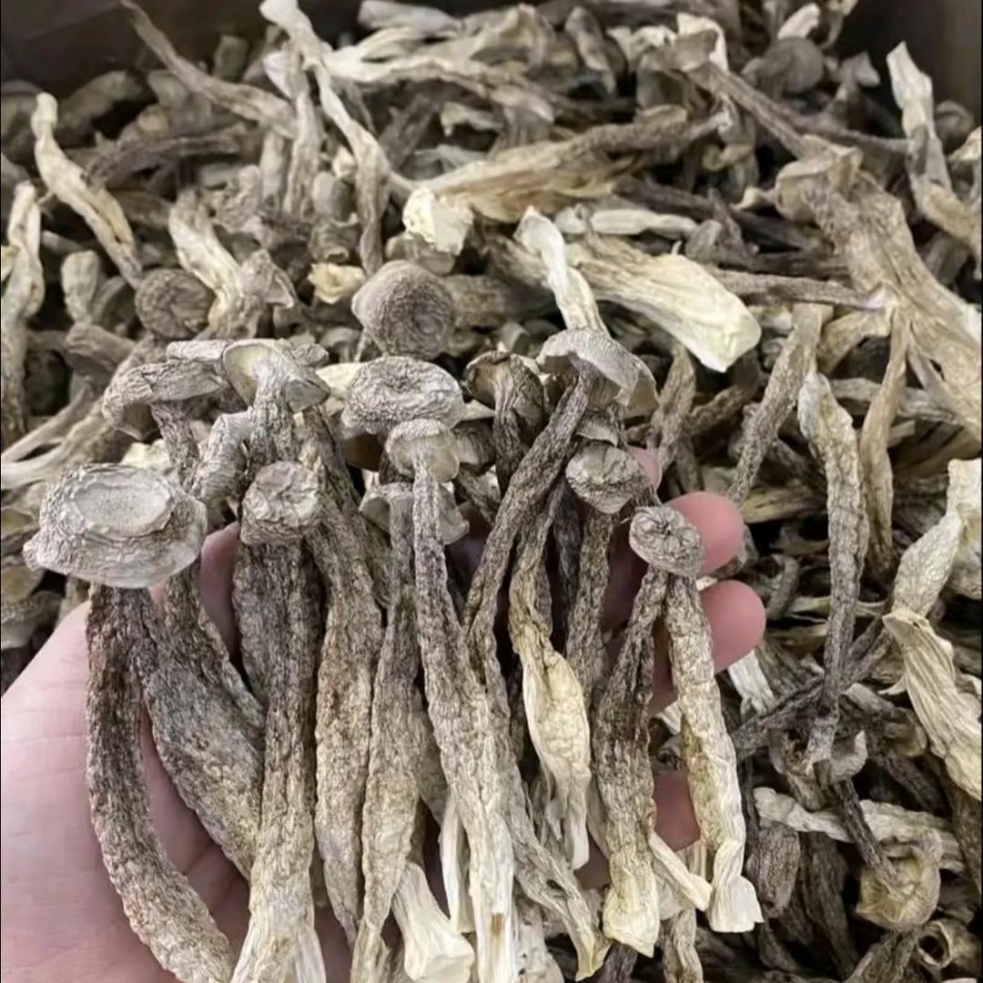 鹿茸菇之乡
