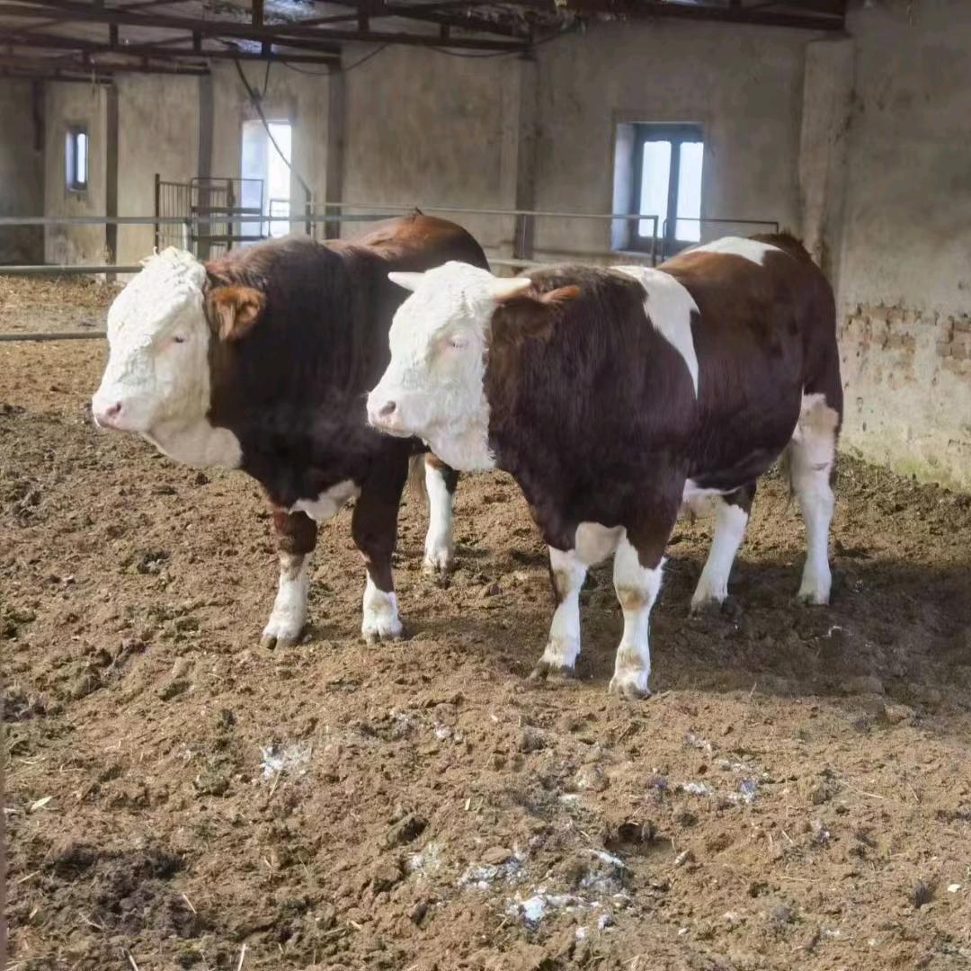 利木赞肉牛养殖场