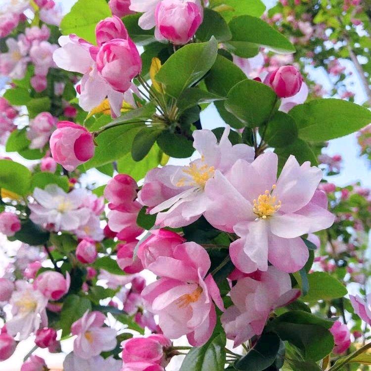 欣家花园