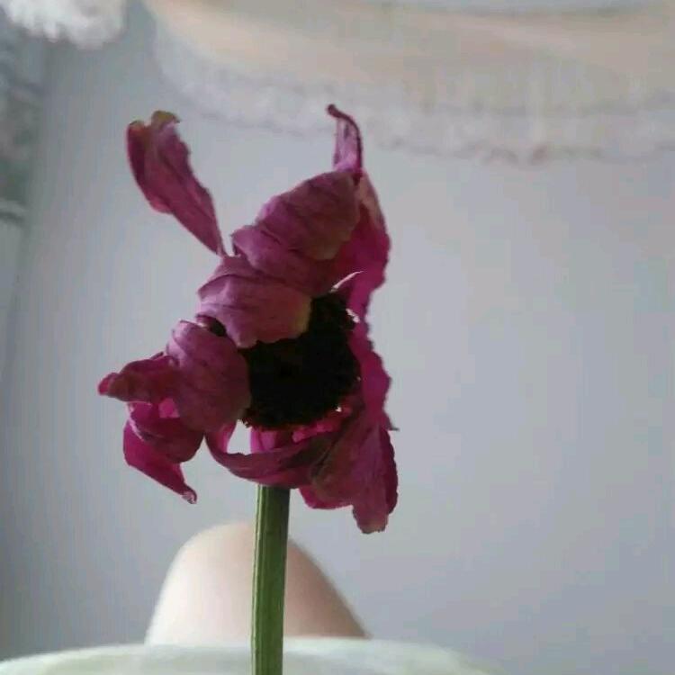 🥀:Lucky