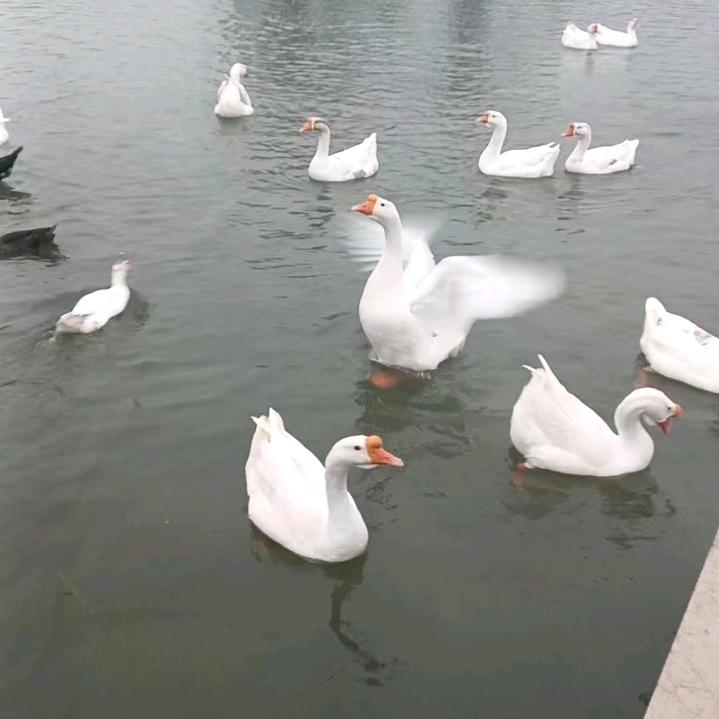 我非柠檬l2