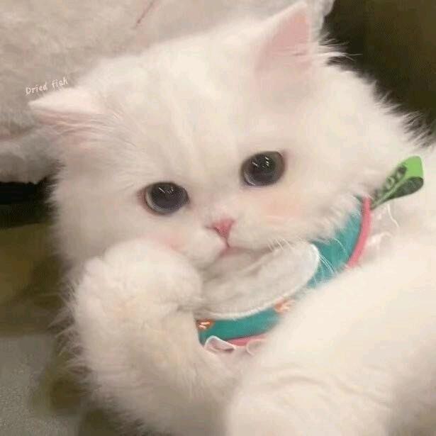 一只胖凯