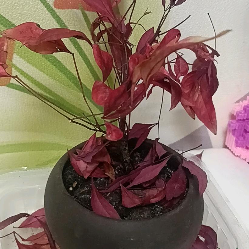 风在那里飘头像