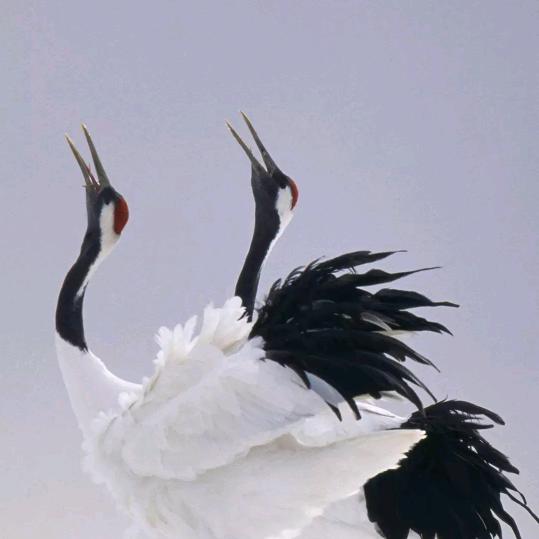 好人一生平安林哥