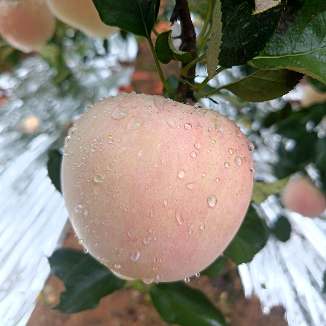 挨呲没够的小米果🍀