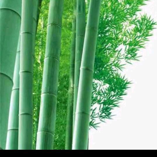 小凤仙