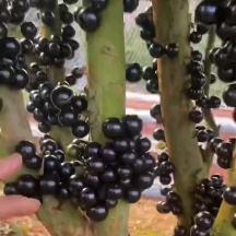 丽娜果苗零售批发