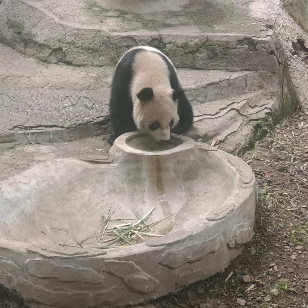 浪子