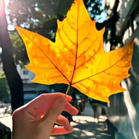 又一季，枫叶红