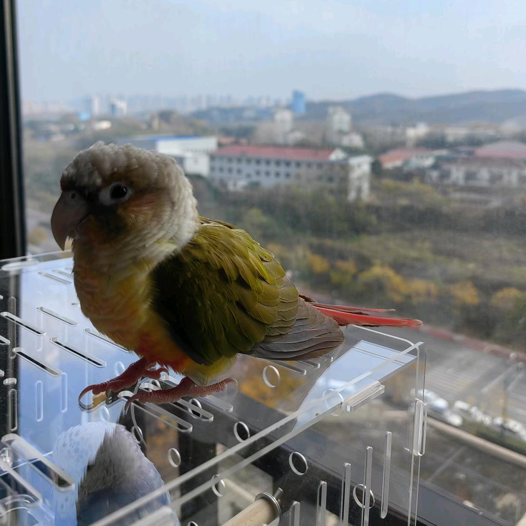 Three🐦🐦🐦将