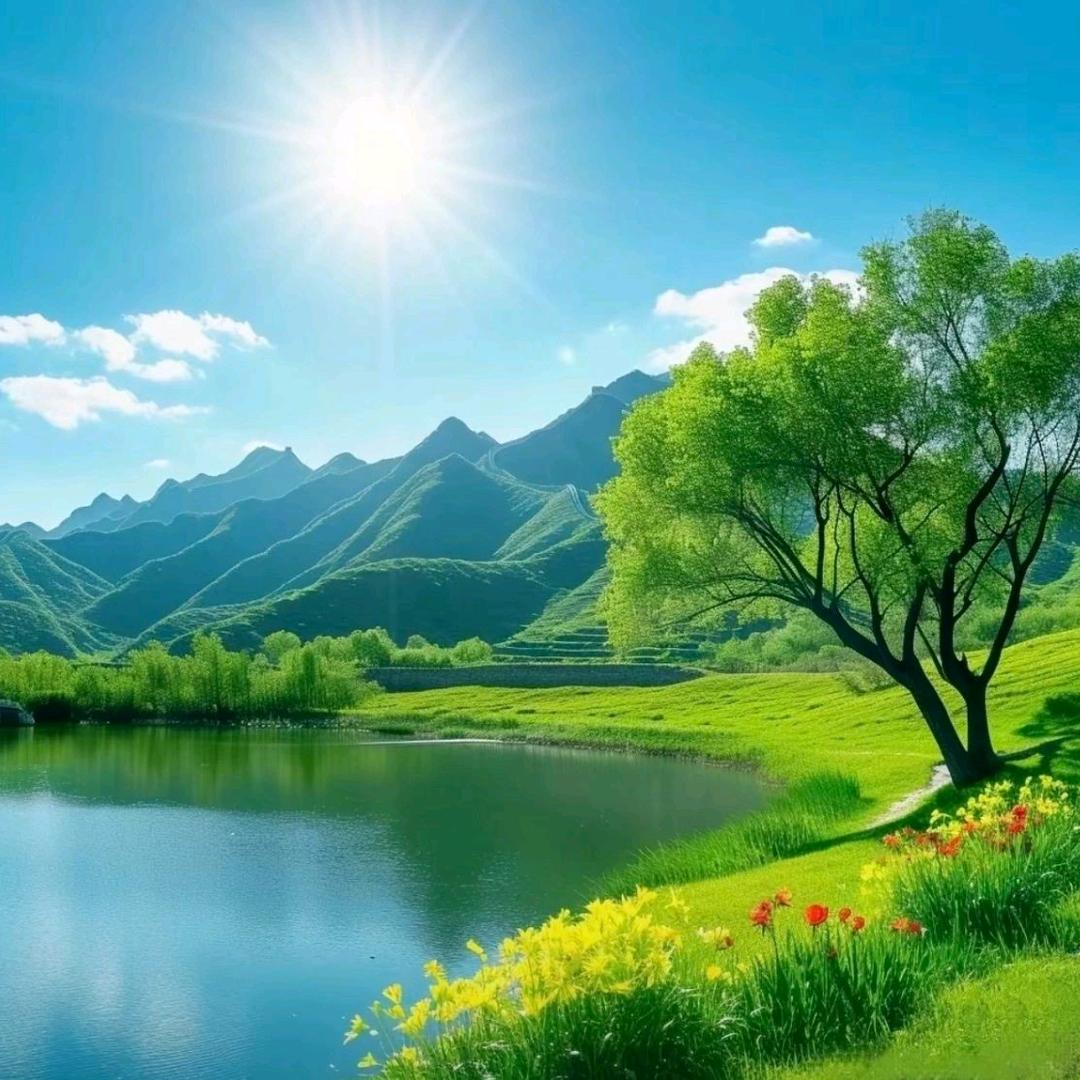 树语森华Forrest