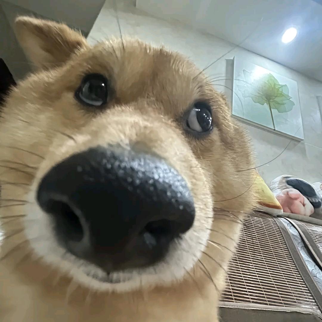 暴躁大蟑螂