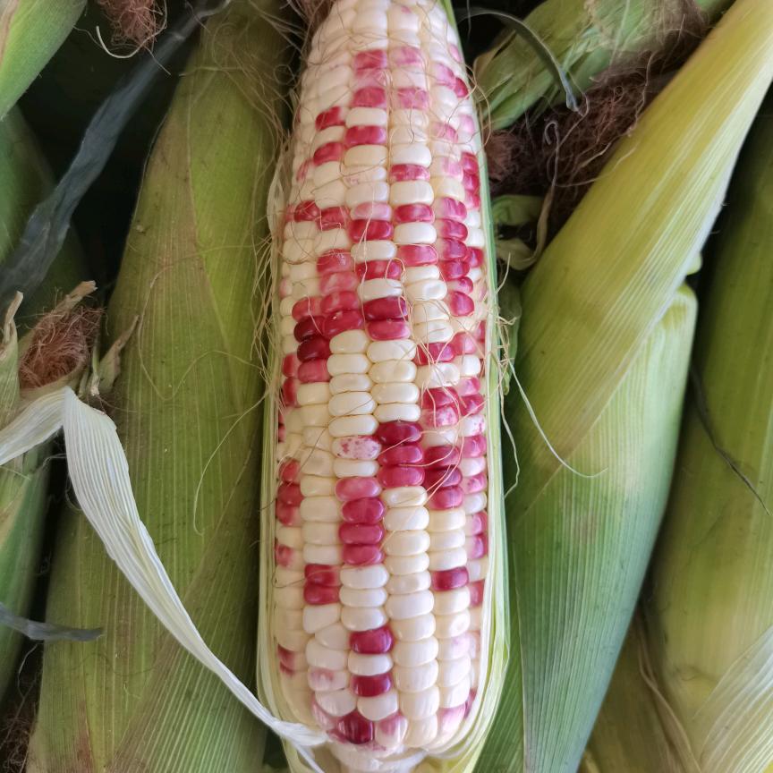 小程鲜食玉米批发零售🌽🌽