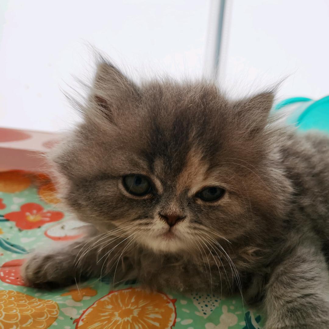 甜沫涵信息咨询工作室个体店