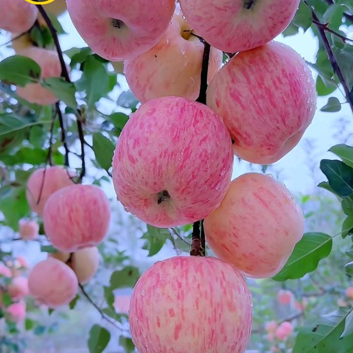 来苼不再遇