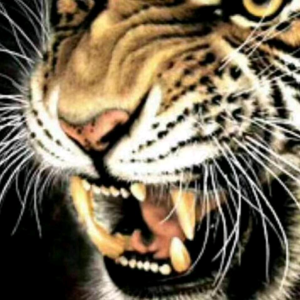 설산호랑이한마리