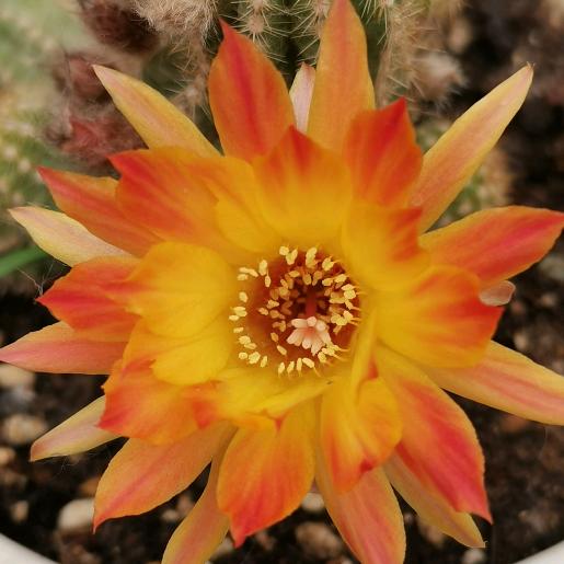 🌸花开半夏🌸，🌸美丽依旧🌸