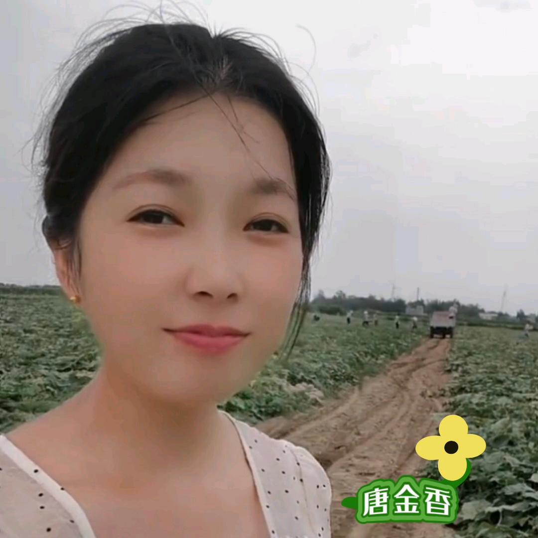 国辉农场金香南瓜种植基地