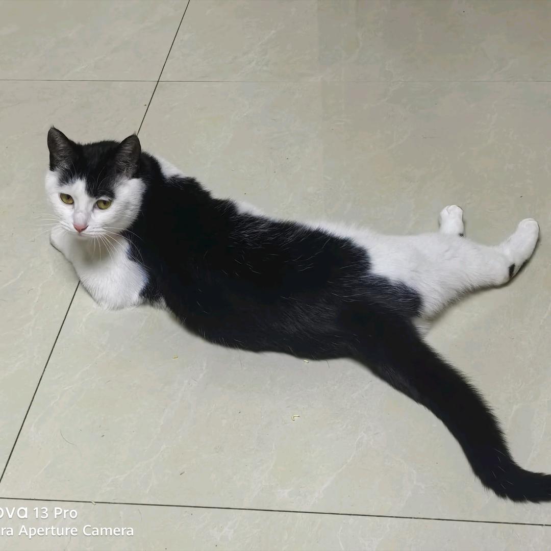 小鱼