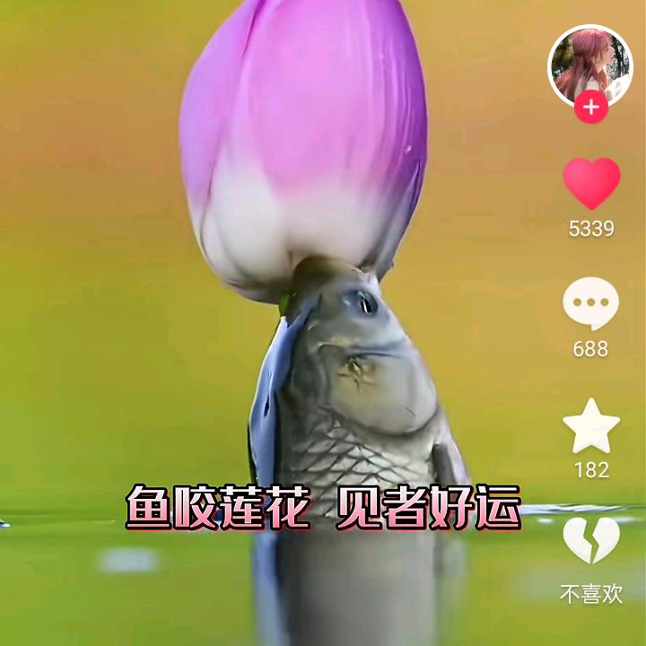 好运连连