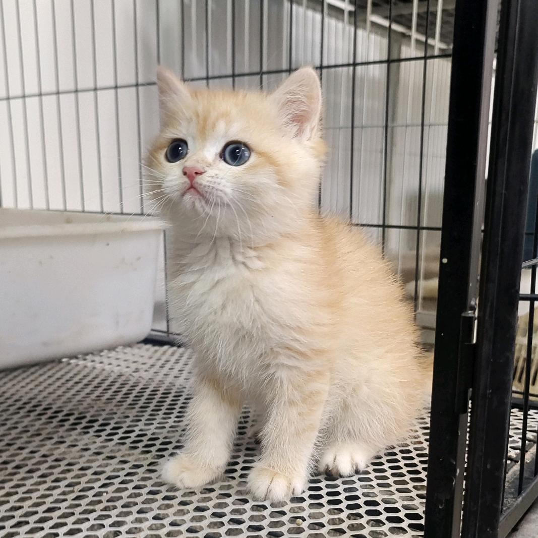 可可的猫