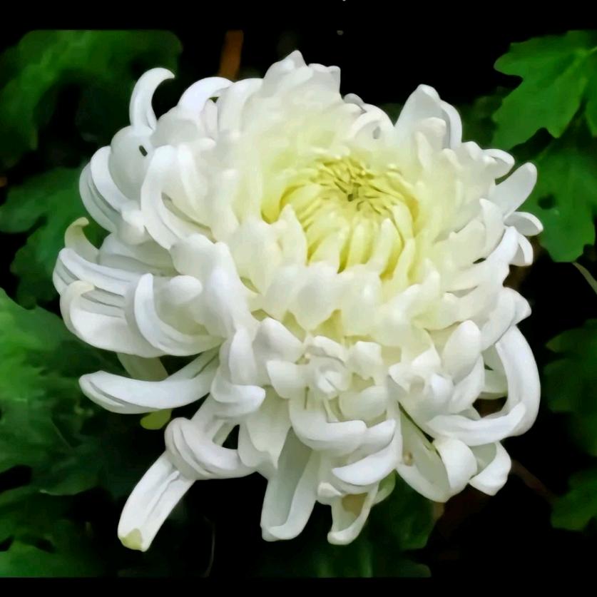 💞᭄晓🥀贵🌱菊꧔ꦿ᭄❀ ͜҉