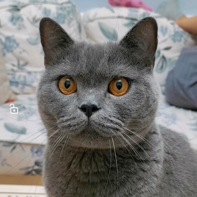 张可乐是只猫