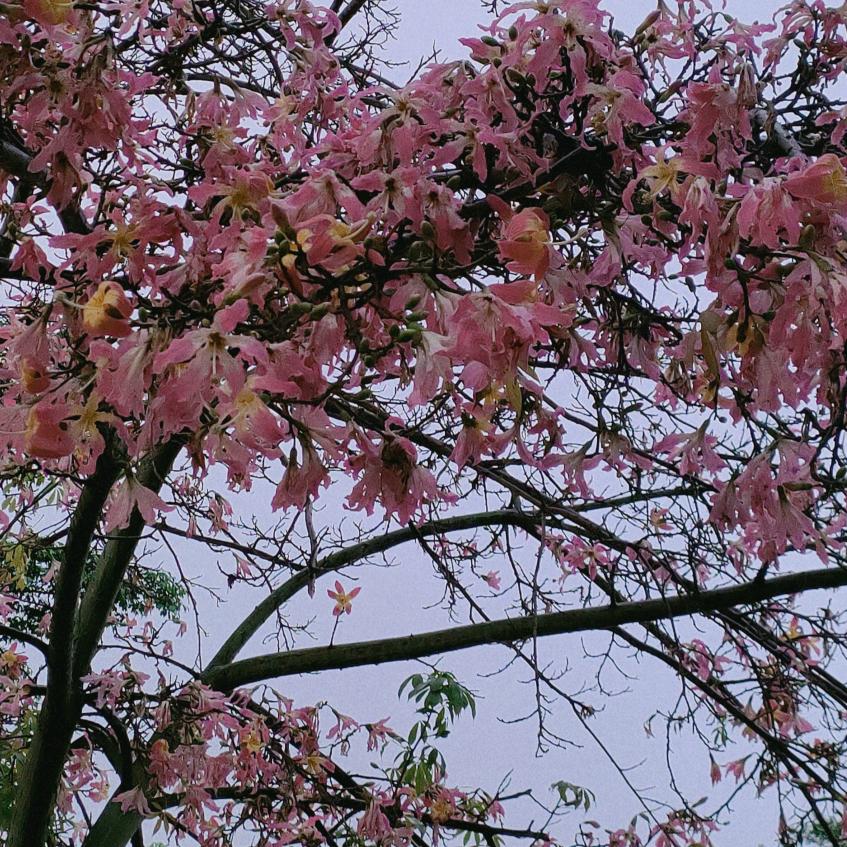 洛温祈