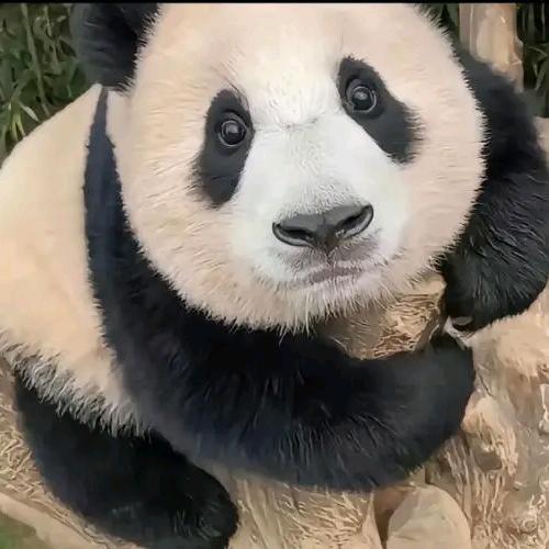 熊猫mCc