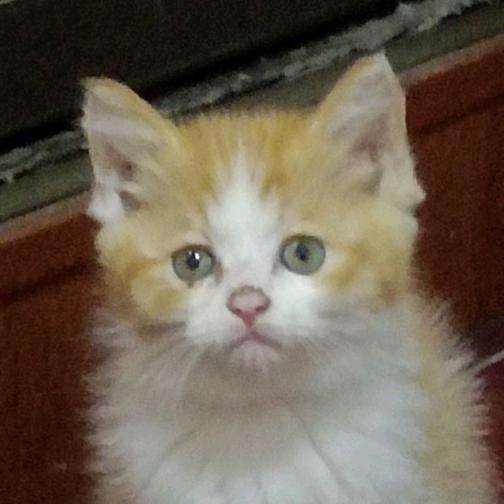 喵喵 喵喵 喵喵喵