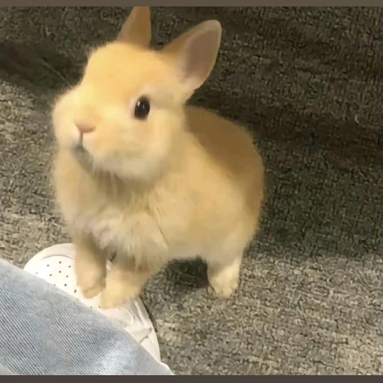 倚楼听风声