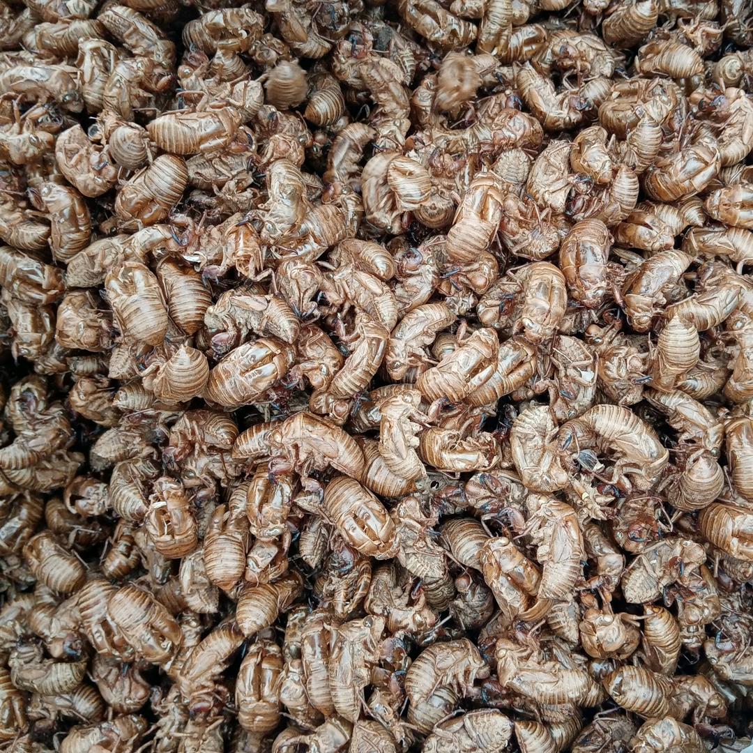 亳州张雷蝉蜕、大货信息对接～小号～