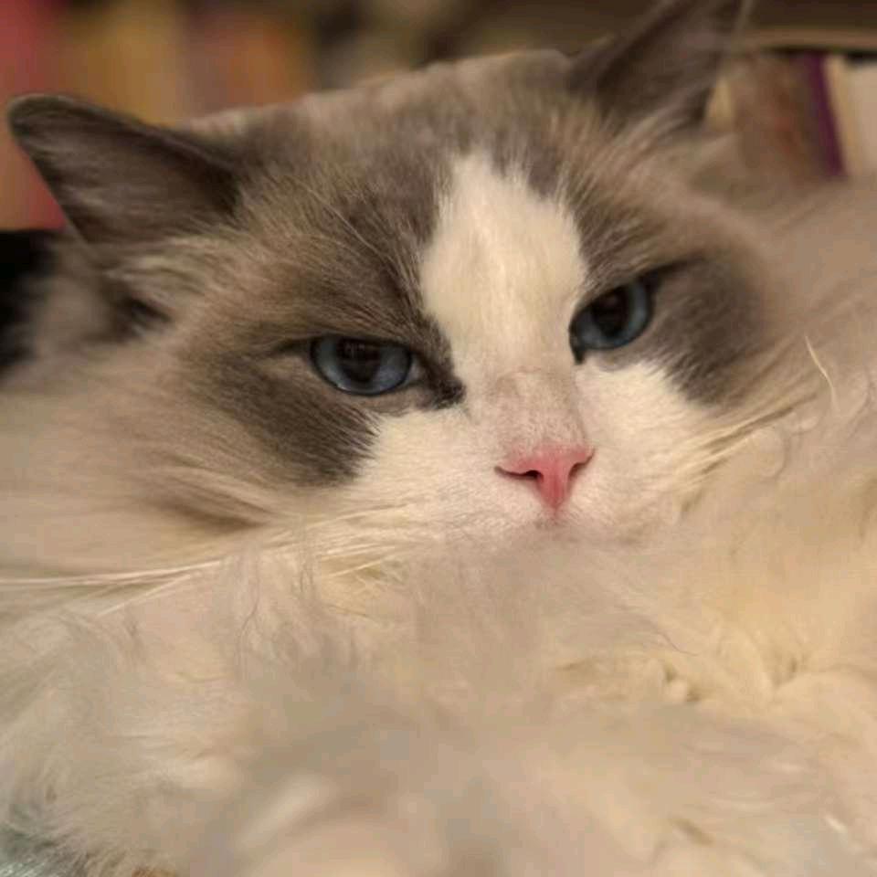 是只猫