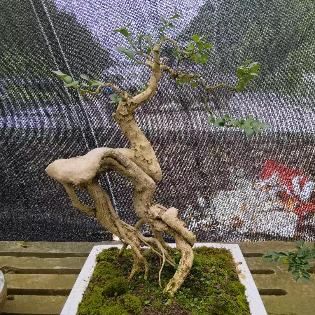 建始县海哥花卉园艺坊