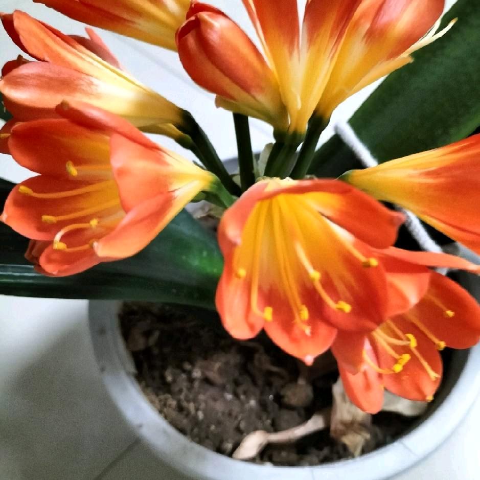 165芳妹