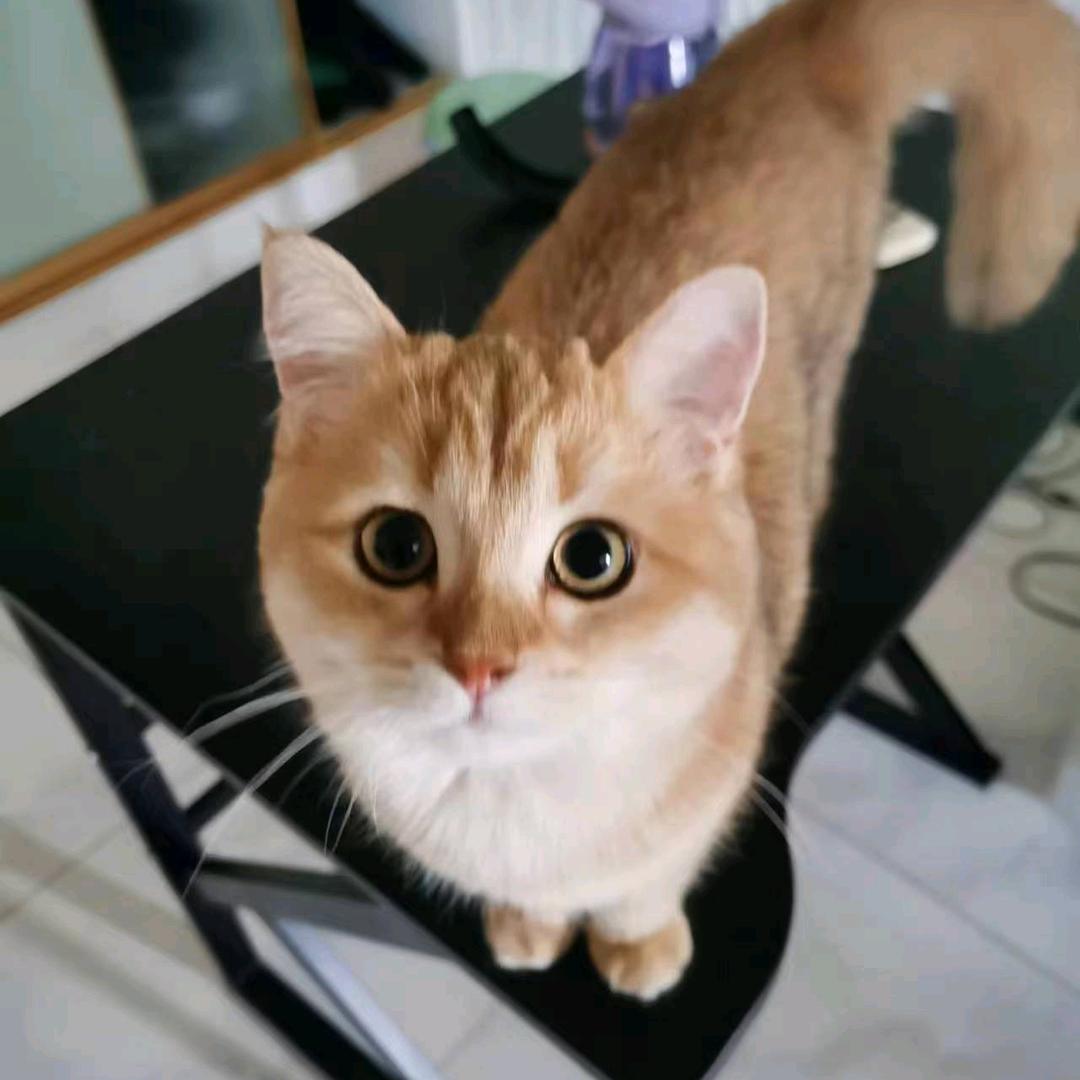 小咪小宝
