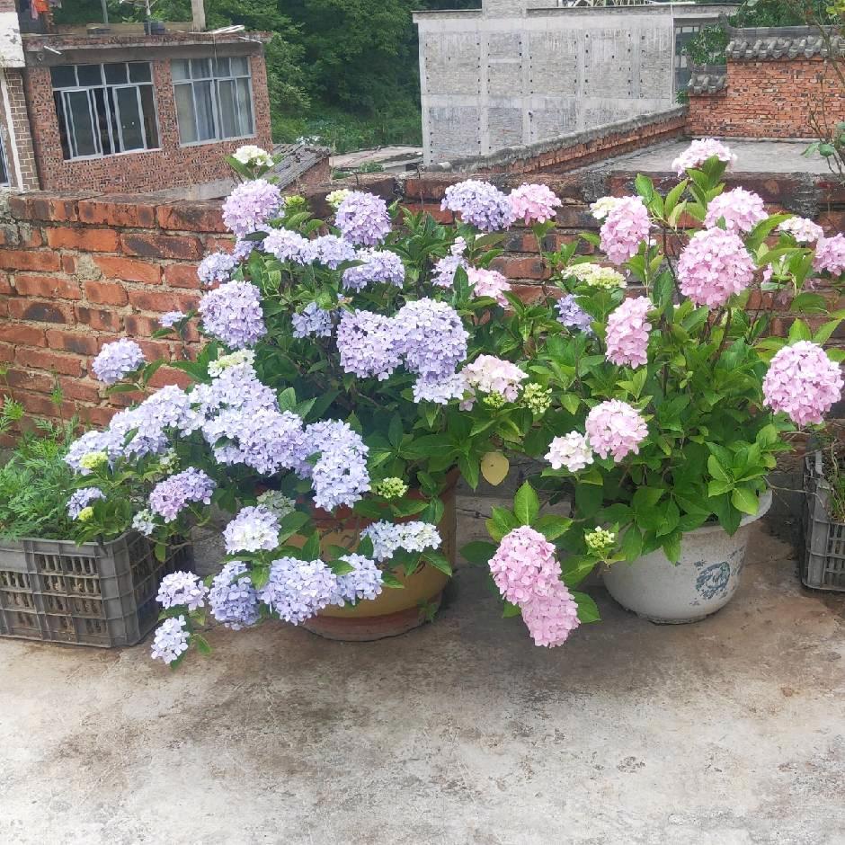 恋恋不忘