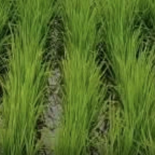 权哥   🍚五常大米🍚