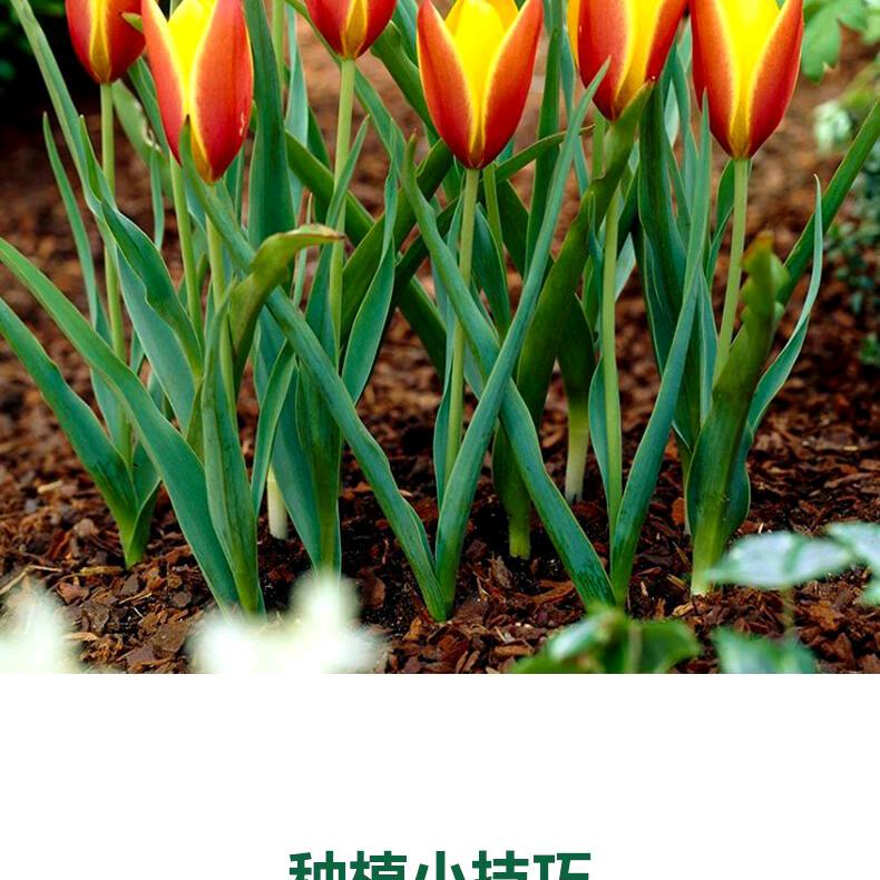 花果姐